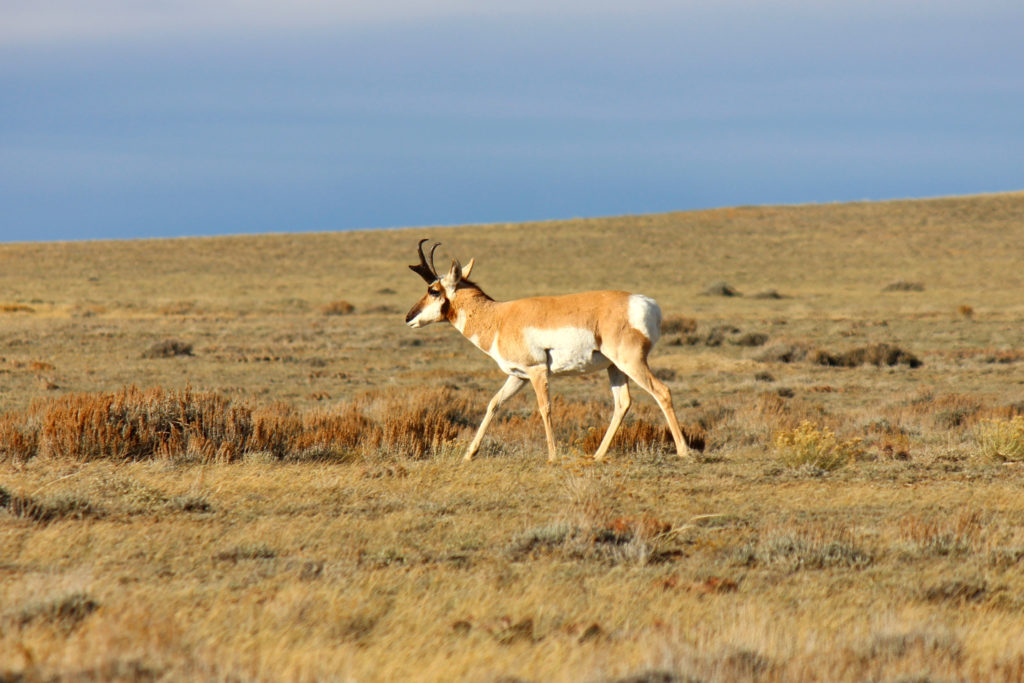 Muzzleloader Hunting Wyoming Pronghorn