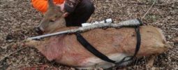 1st deer 102 lb doe with Little Horn Camoflauge