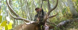 Utah limited entry muzzle loader elk hunt. 45 cal 275gr power belts 150gr 777. Practiced all summer out to 200 yards ended up sealing the deal at 30 yards.