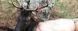 2017 early muzzle loader  Washington called in 3 bulls to 48 yards my trusty  50 cal big horn dropped him in his tracks