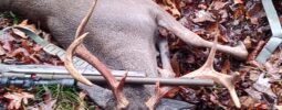 Mountain 8 point biggest so far with my knight American that I had the barrel cerkoteed and a Boyd's custom stock
